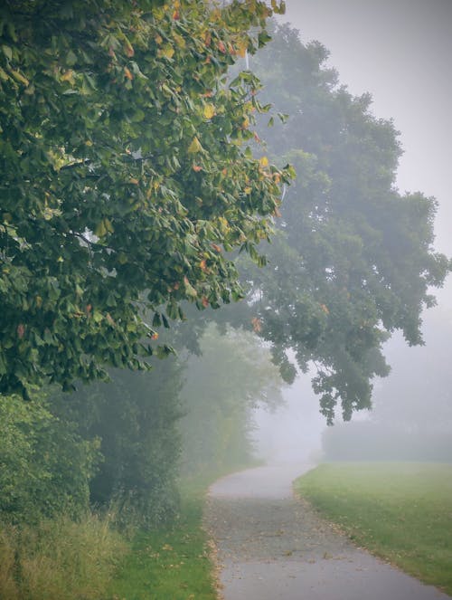 A Foggy Country Road
