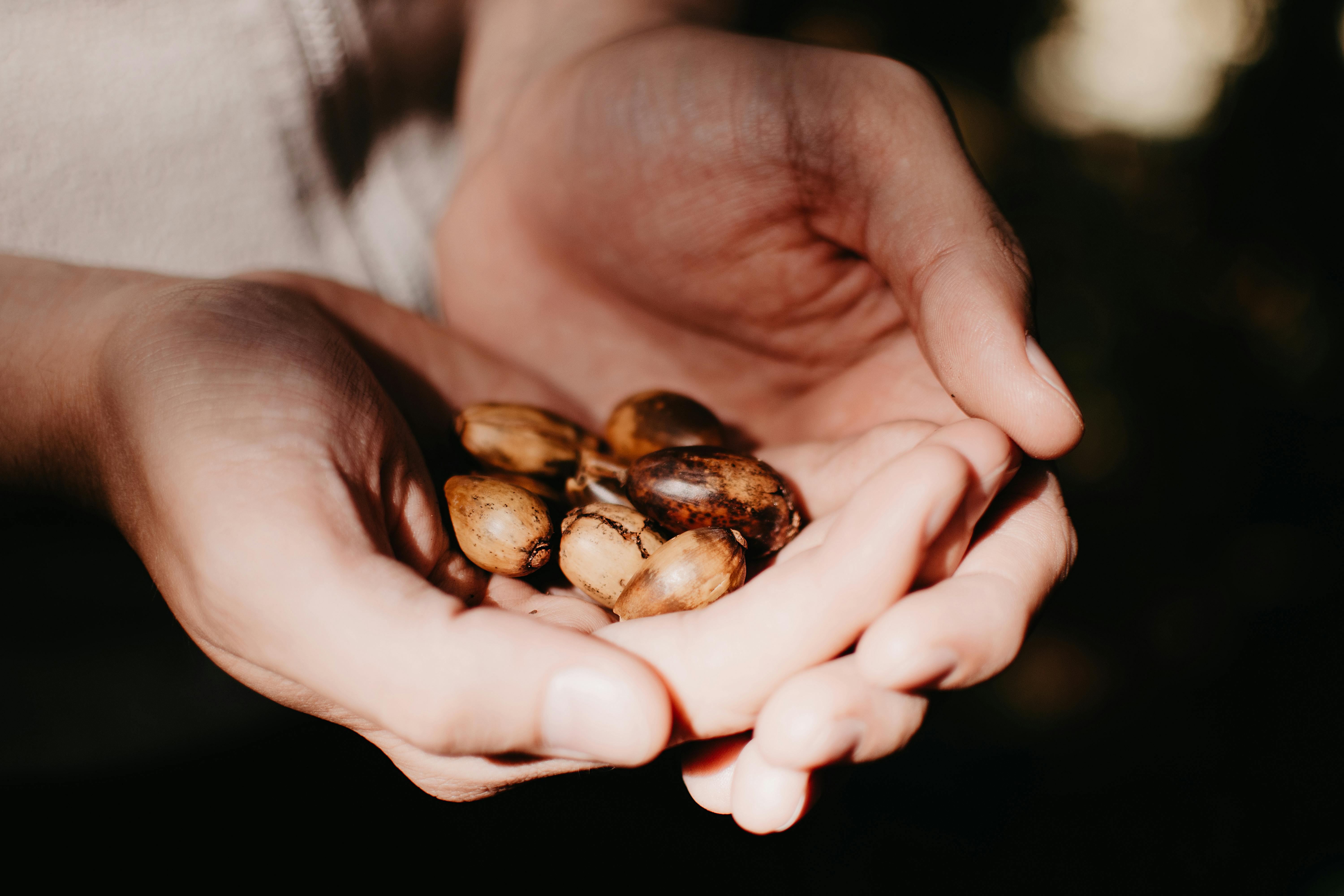 Hands Holding Acorns · Free Stock Photo