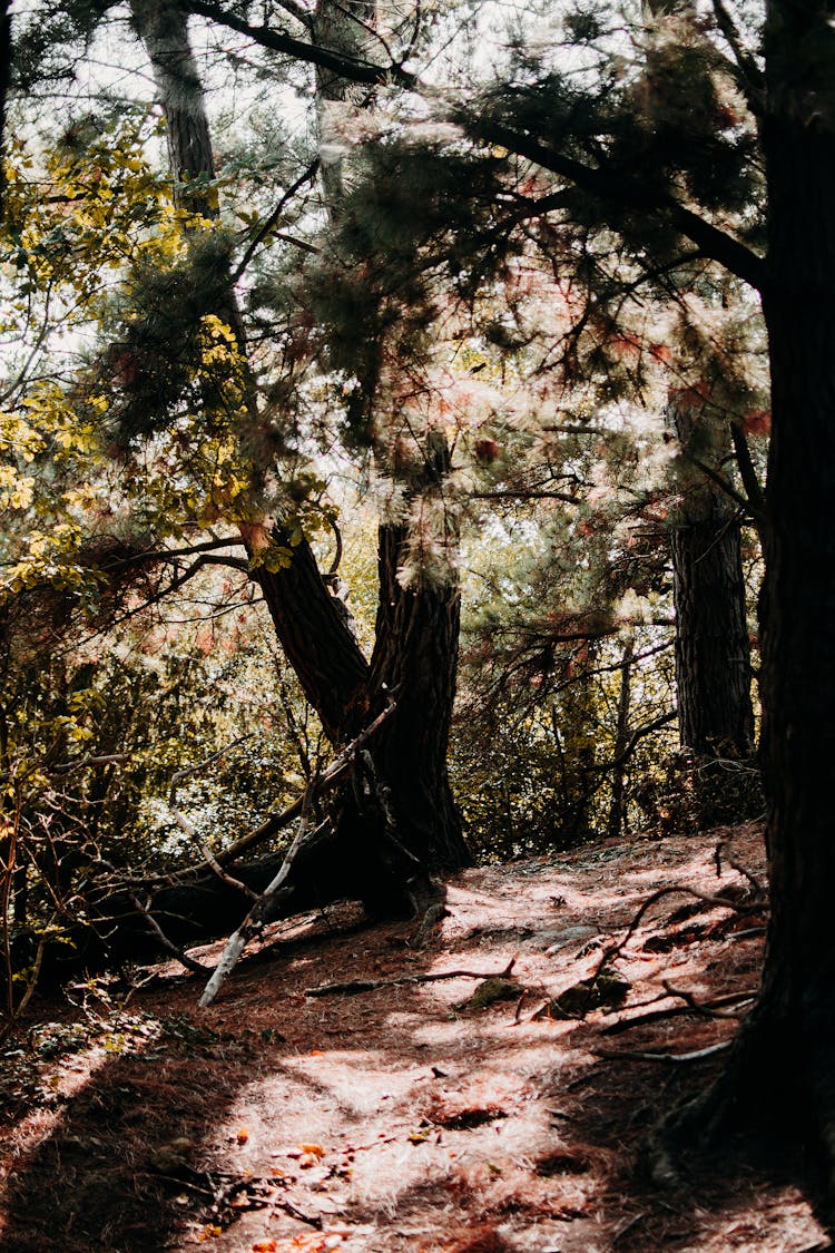 Sun Shining On A Path In A Forest 