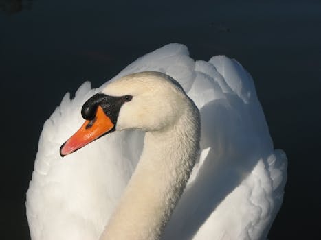 Free stock photo of bird, animal, white, beak