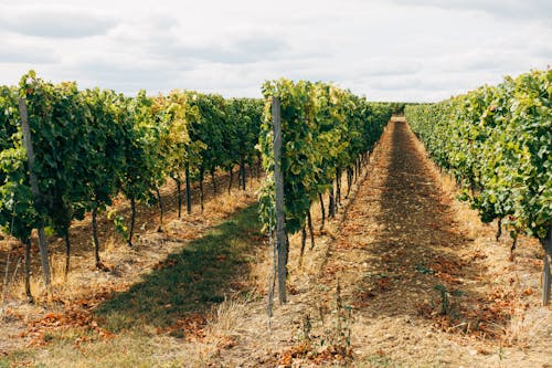 A Plantation of Grapevines