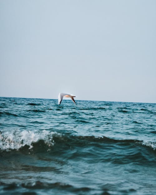 Free stock photo of by the sea, moving water, ocean waves