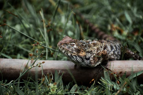 Brown and Black Lizard on Brown Wooden Surface