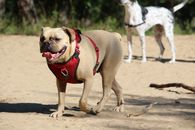 Brown and White Short Coated Dog Running on Brown Sand