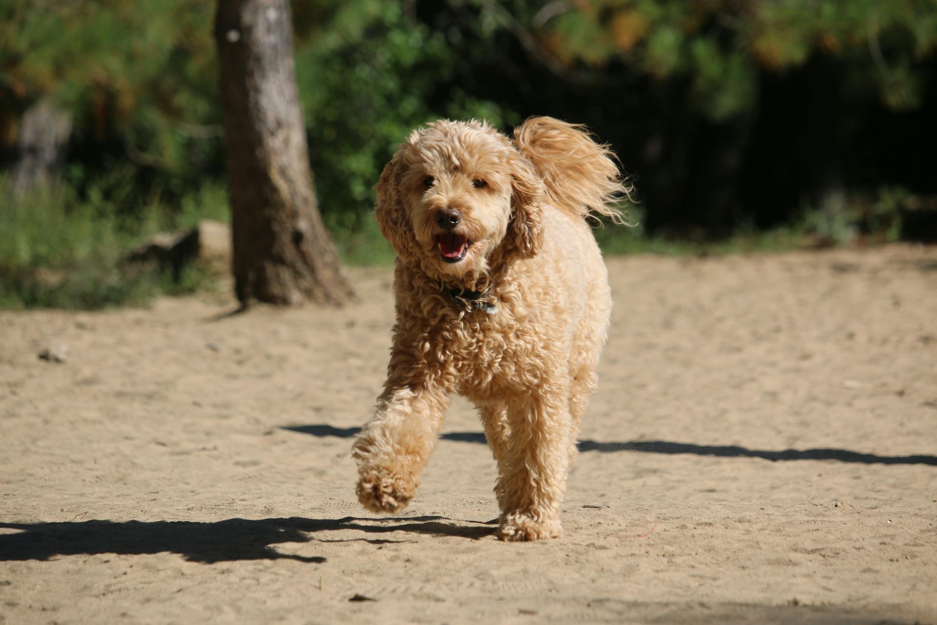 Portrait of Shaggy Dog