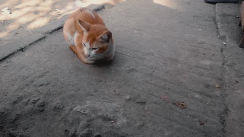 Free stock photo of animal, cat, street Stock Photo