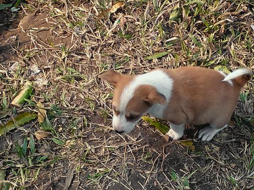 Free stock photo of animal, dogs, puppy Stock Photo