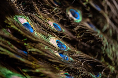 Blue and Brown Peacock Feather