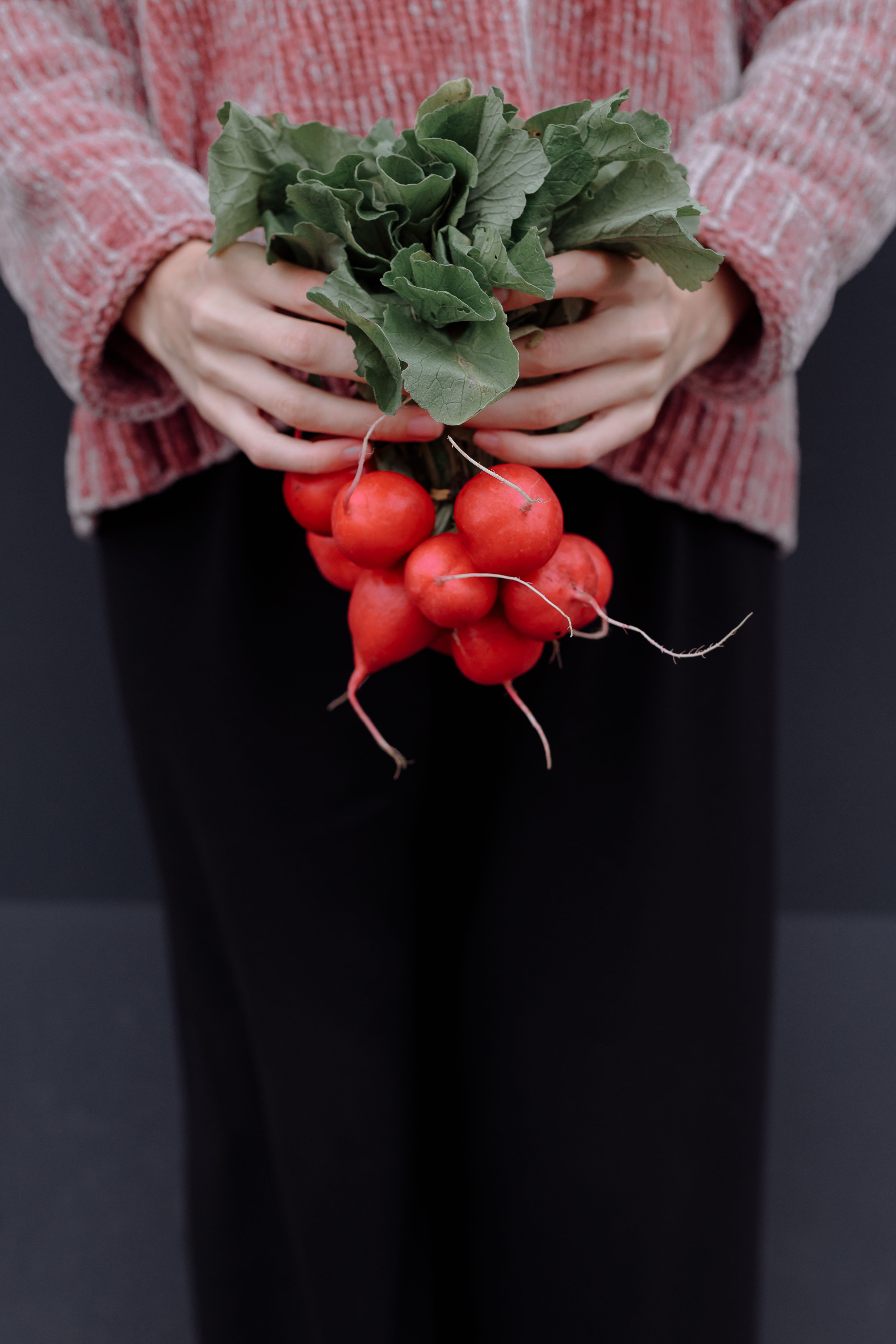 Close-up of hands holding fresh red radishes with green leaves against a gray background.