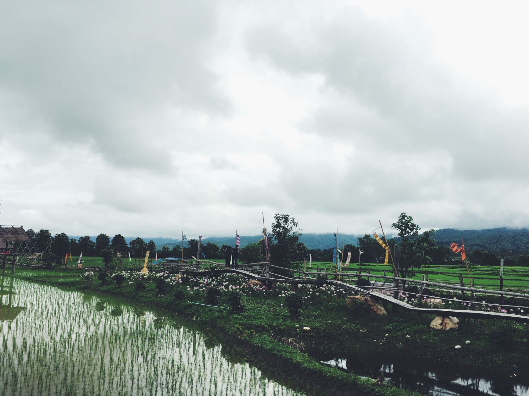 Serene view of a rice field with cloudy sky and lush greenery, reflecting a peaceful rural setting.