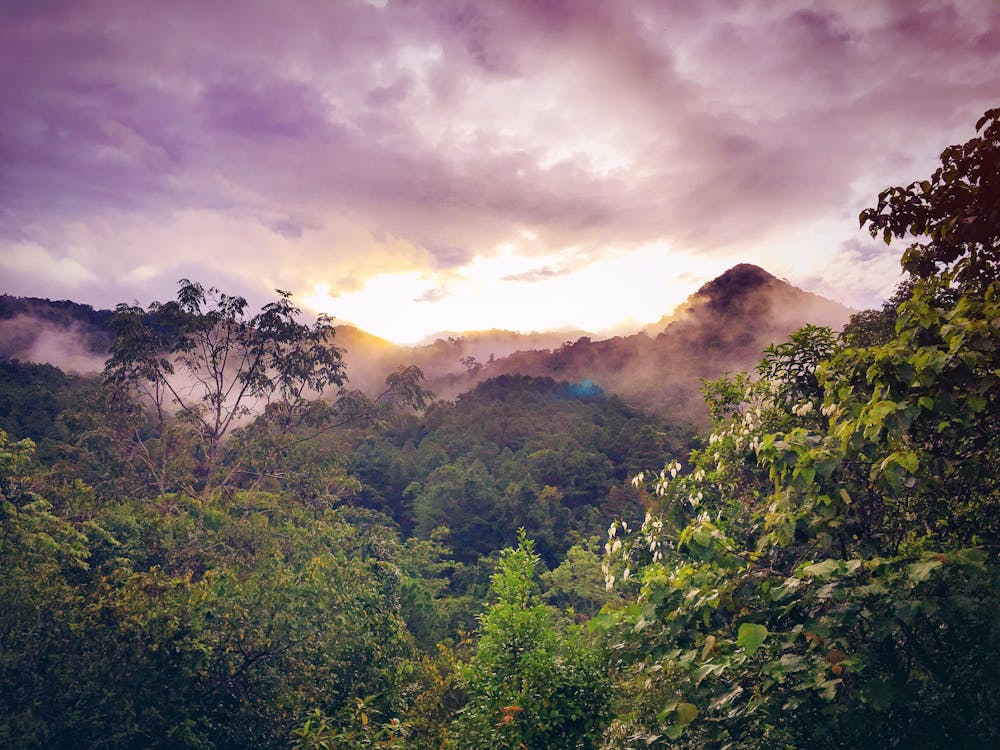 Gratis arkivbilde med amazonas regnskogen, daggry, dagslys