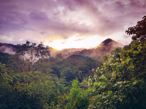 Free Lush jungle landscape with mist and a colorful sunrise over distant mountains. Stock Photo
