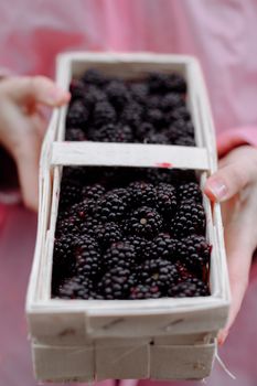 Close-up of hands holding blackberries in a wooden box, perfect for food photography.
