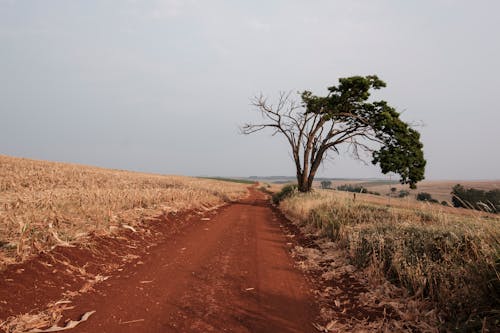 Δωρεάν στοκ φωτογραφιών με Βραζιλία, δέντρο, ξηρός