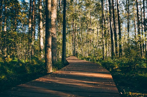Ilmainen kuvapankkikuva tunnisteilla aaltoileva, auringonvalo, botaniikka Kuvapankkikuva