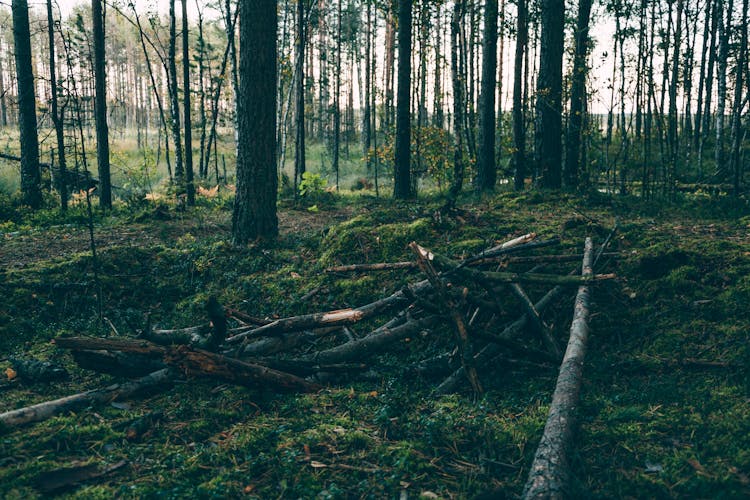 Forest With Fallen Tree Trunks In Summertime