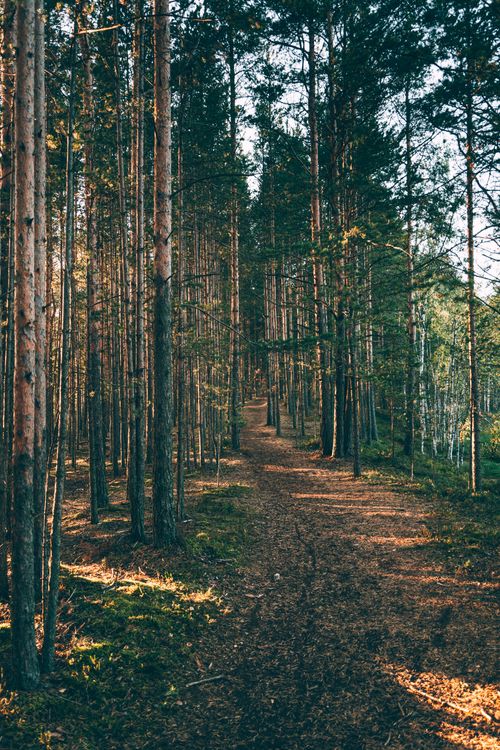 Free Picturesque view of empty path between overgrown green trees with thin trunks in woods on sunny day Stock Photo