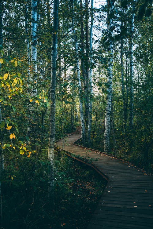 Narrow path between green birches in woods