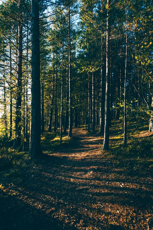Free Picturesque view of pathway in woods with overgrown trees on land with grass and shades in sunlight Stock Photo