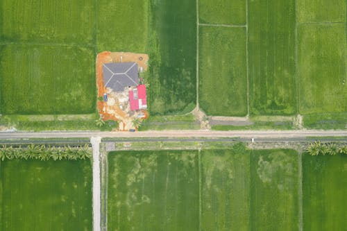 Aerial view of green fields of plants growing along roadway in farmland in countryside