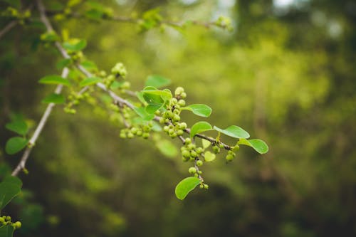 Gratis lagerfoto af flueggea suffruticosa, grønne blade, kraftværker