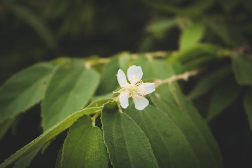 Foto profissional grátis de bokeh, broto, flor branca