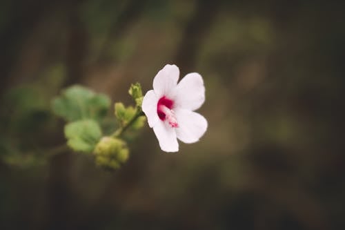 White and Pink Flower in Close Up Photography