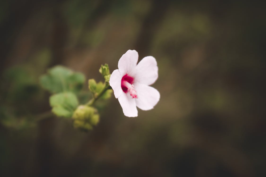 White and Pink Flower in Close Up Photography