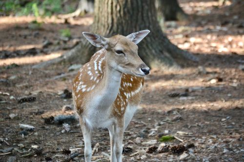 Free A fallow deer stands in a sunlit forest, showcasing its distinctive spotted coat. Stock Photo