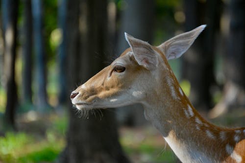 Gratis Fotos de stock gratuitas de animal, ciervo, curiosidad Foto de stock