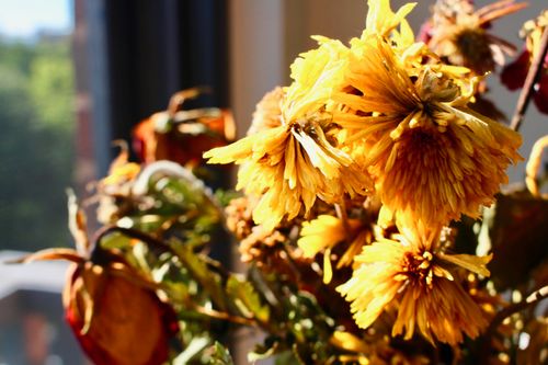 Free Bright yellow chrysanthemum flowers captured in close-up indoors, highlighting their intricate petals in natural sunlight. Stock Photo