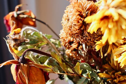 Free A close-up of dried chrysanthemums showcasing vibrant colors indoors. Stock Photo