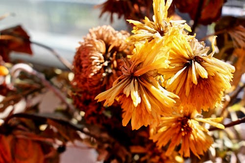 Yellow Flowers Inside the House