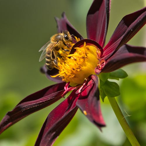 Free stock photo of bee, close-up, dark red