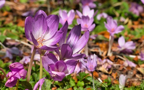 Free stock photo of crocus, late season, purple flowers
