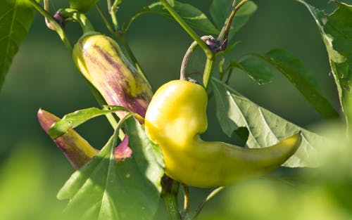 Free stock photo of green peppers, growing on plant