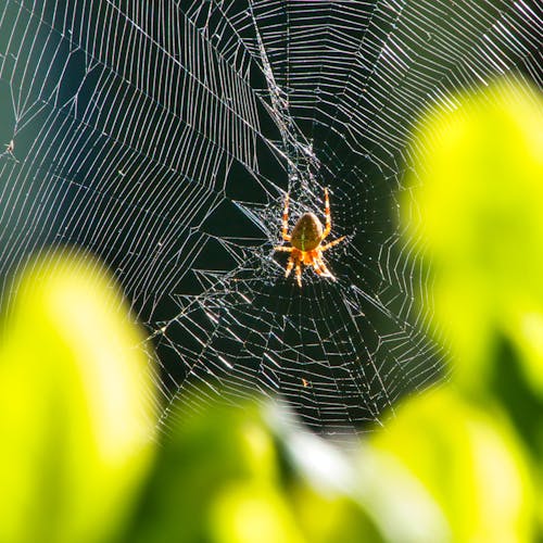 Free stock photo of european garden spider, spider web