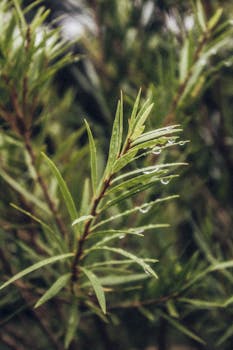 Capture of dew droplets on evergreen tree leaves highlighting nature's freshness and tranquility.