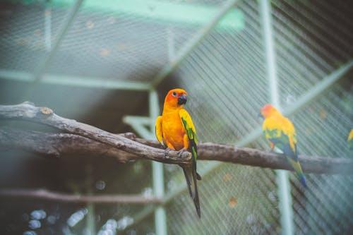 Yellow and Orange Bird on a Wooden Perch