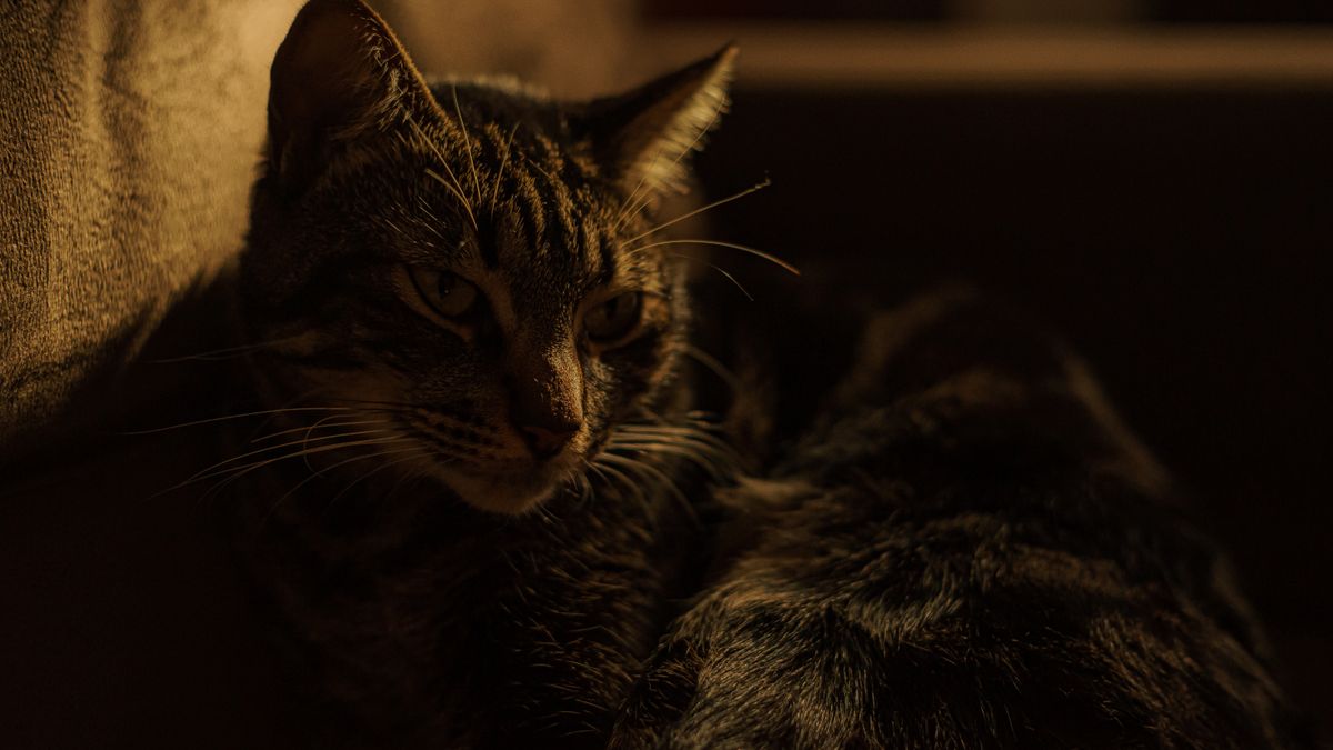 Übergewicht bei Katzen erkennen: BCS, Fütterung und Gewichtsprotokoll