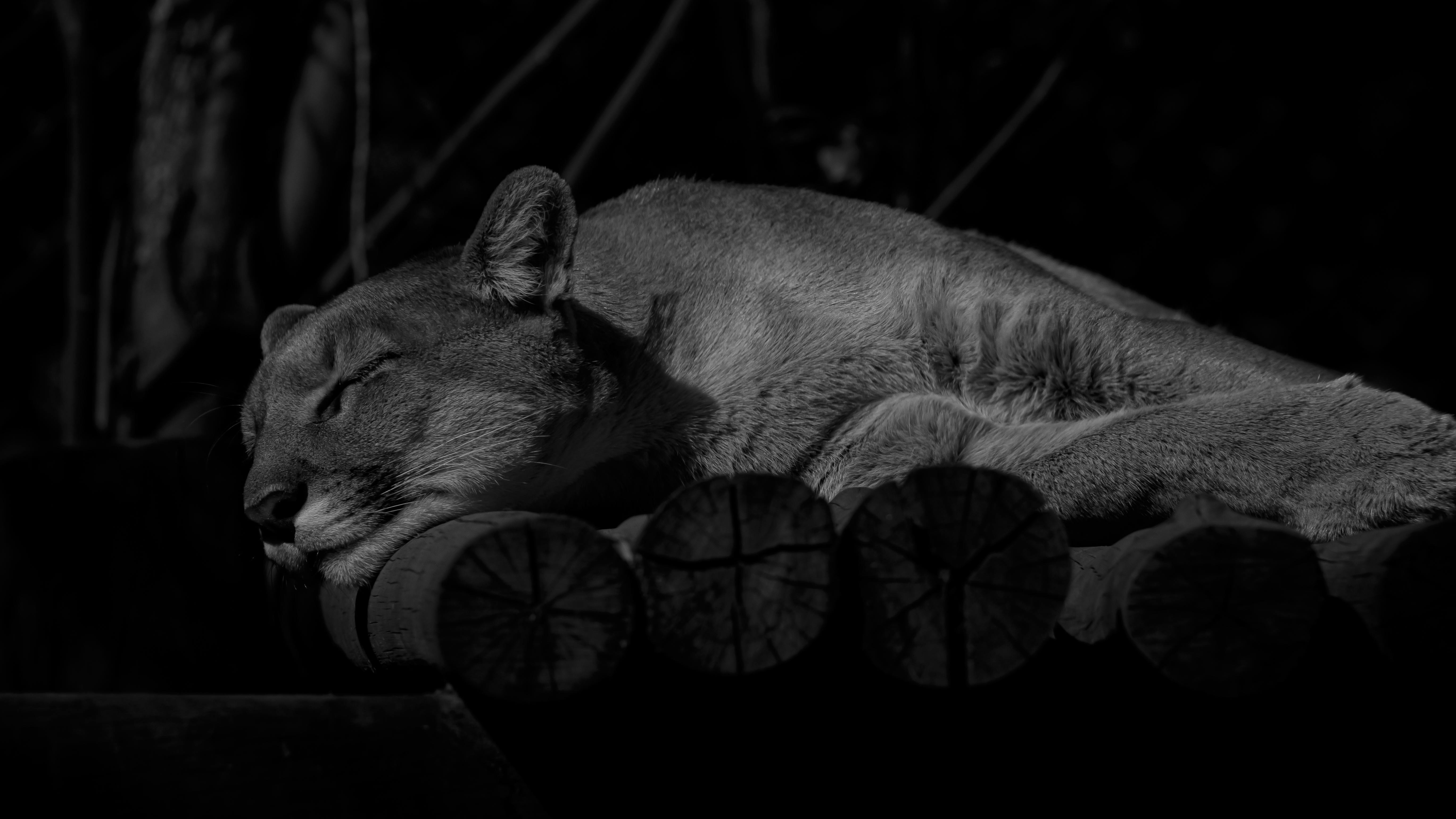calm puma sleeping on wooden surface