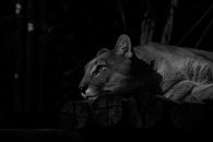 Black and white of wild feline with fluffy fur resting on woods in zoo