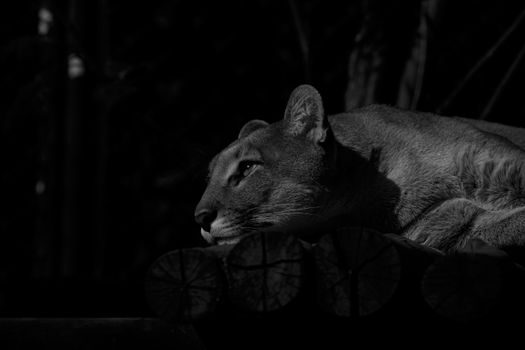 Black and white of wild feline with fluffy fur resting on woods in zoo