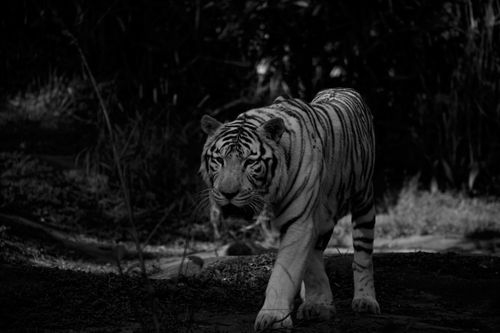 Free Black and white of tiger with stripes on fur and powerful muzzle walking on ground in forest Stock Photo