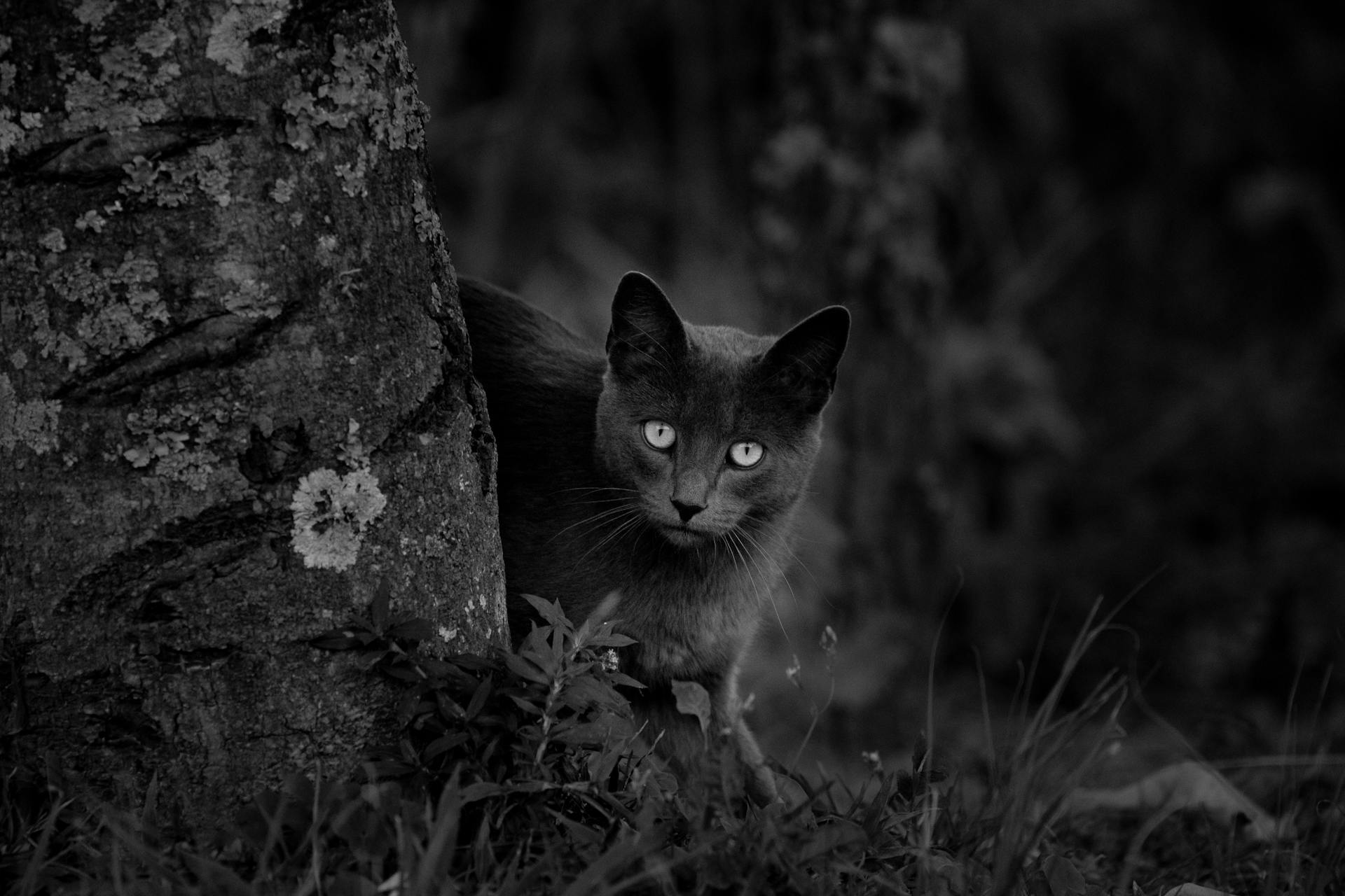 Black and white of attentive cat looking at camera while standing on grass near tree trunk in forest in summer in nature