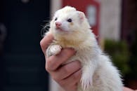 White and Brown Rodent on Persons Hand