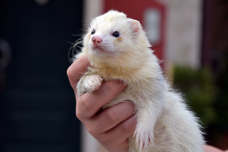 Person Holding Ferret