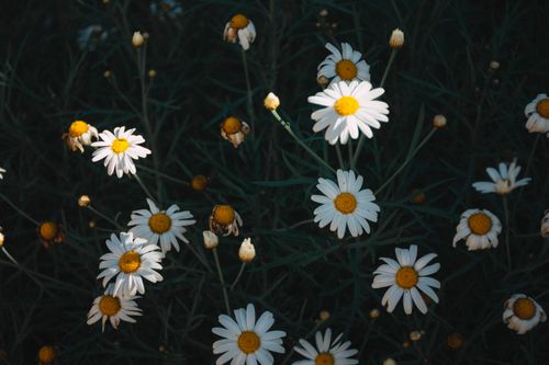 Free Close-up of blooming daisies in sunlight, showcasing nature's beauty. Stock Photo