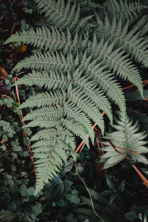 Close up of a Leaf