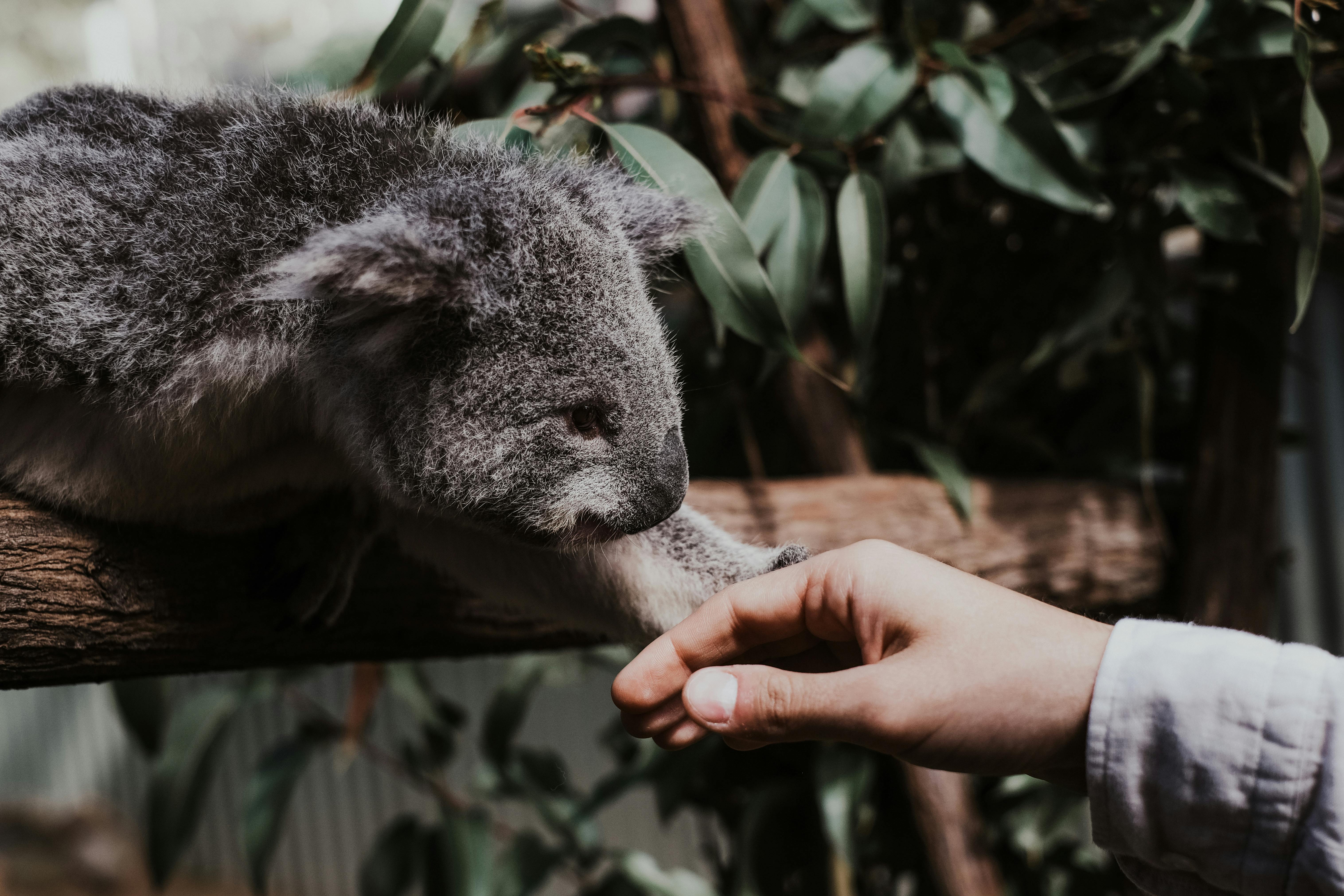Koala